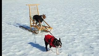 Boston Terrier Dog Sled Race by Boston the Boston 191 views 3 months ago 26 seconds