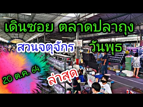 ตลาดปลาถุง จตุจักร ล่าสุด 20 ต.ค. 64#NCO544