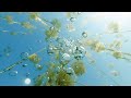 INCIPIENCE - underwater film by Yaroslav Bulavin