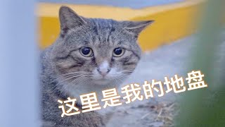 【D梦】4只猫咪出现帅气的大狸花猫似乎接受了新来的小猫咪流浪猫喂食记147