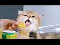 Cats react to passion fruit  making soda with my cats  playpast  entertainments