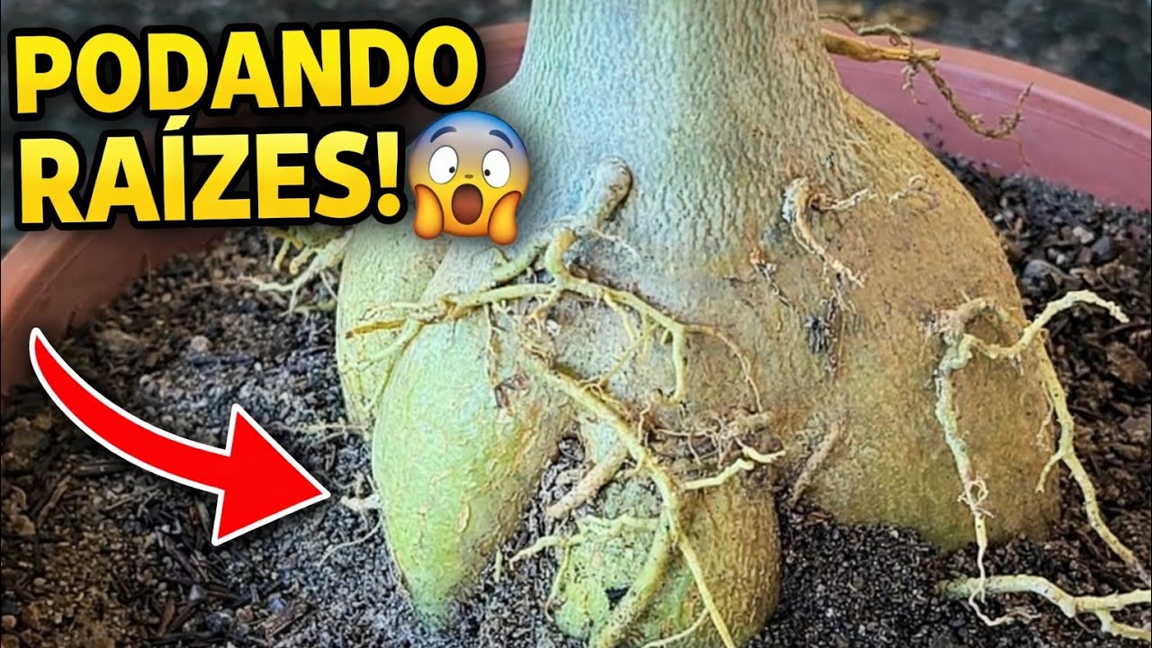Será Que Esse Enxerto de Rosa do Deserto Vai Sobreviver? (Caudex + limpeza de Raízes)