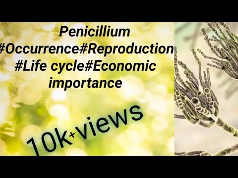 |Penicillium-: واقعہ، ساخت، تولید، زندگی کا چکر اور Penicillium کی معاشی اہمیت |
