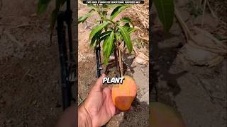 How Is This Tiny Plant Growing Big Mangoes? | #shorts