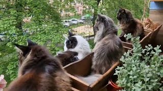 Koty u Agnieszki  maine coon patrol