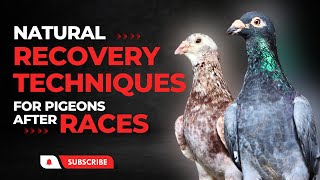 How To Recover Pigeons After Races Natural Recovery Techniques
