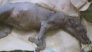 السعلوة وخطرها على السكان شيء مخيف / محمد الدرويش