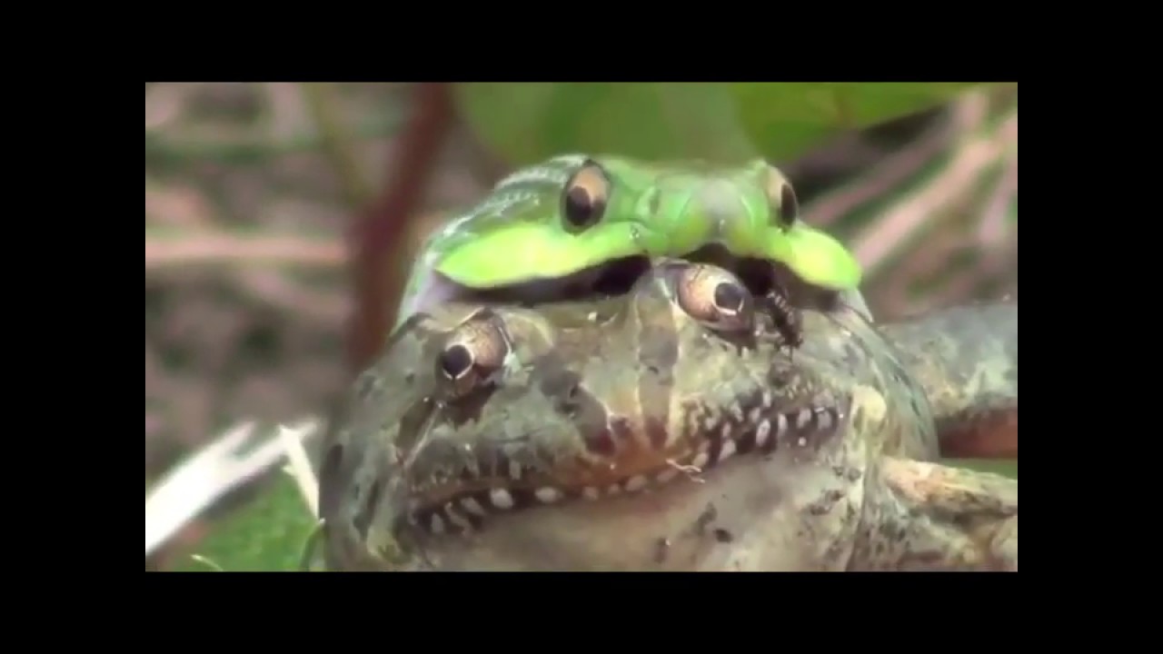 Animals eaten alive! 18+ YouTube