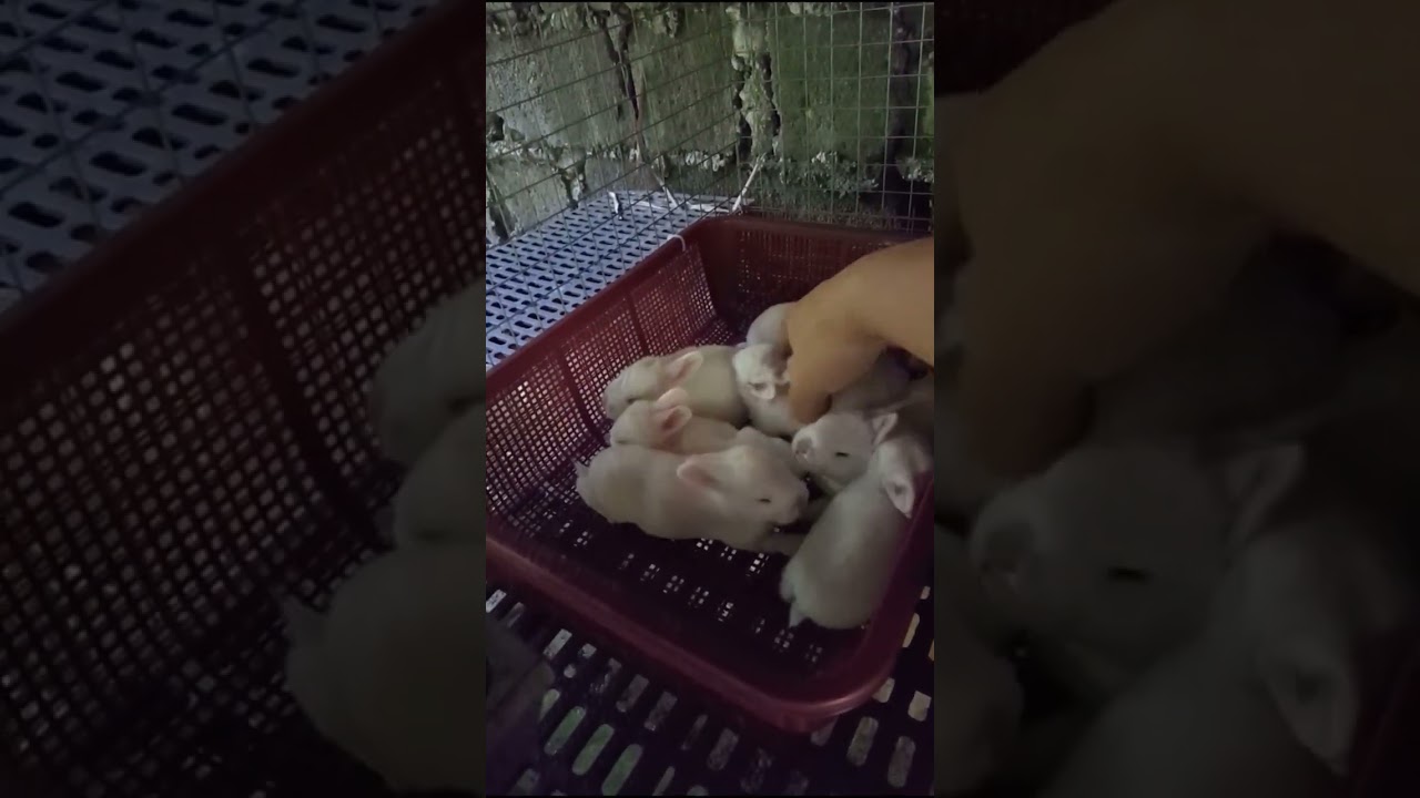our little bunnies are starting to walk