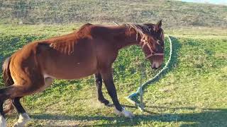 Fly to the horse 🐎 lying on the grass / Летим к лошадке 🐴 лежащей на траве $/2 #horse #horselife