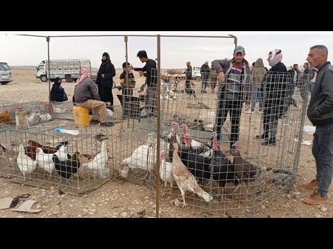 عودة لسوق الطيور الحسكة مشيرفة فري وقطه وديوك حبش ودجاج طيب مع أرانب وحمام بلدي