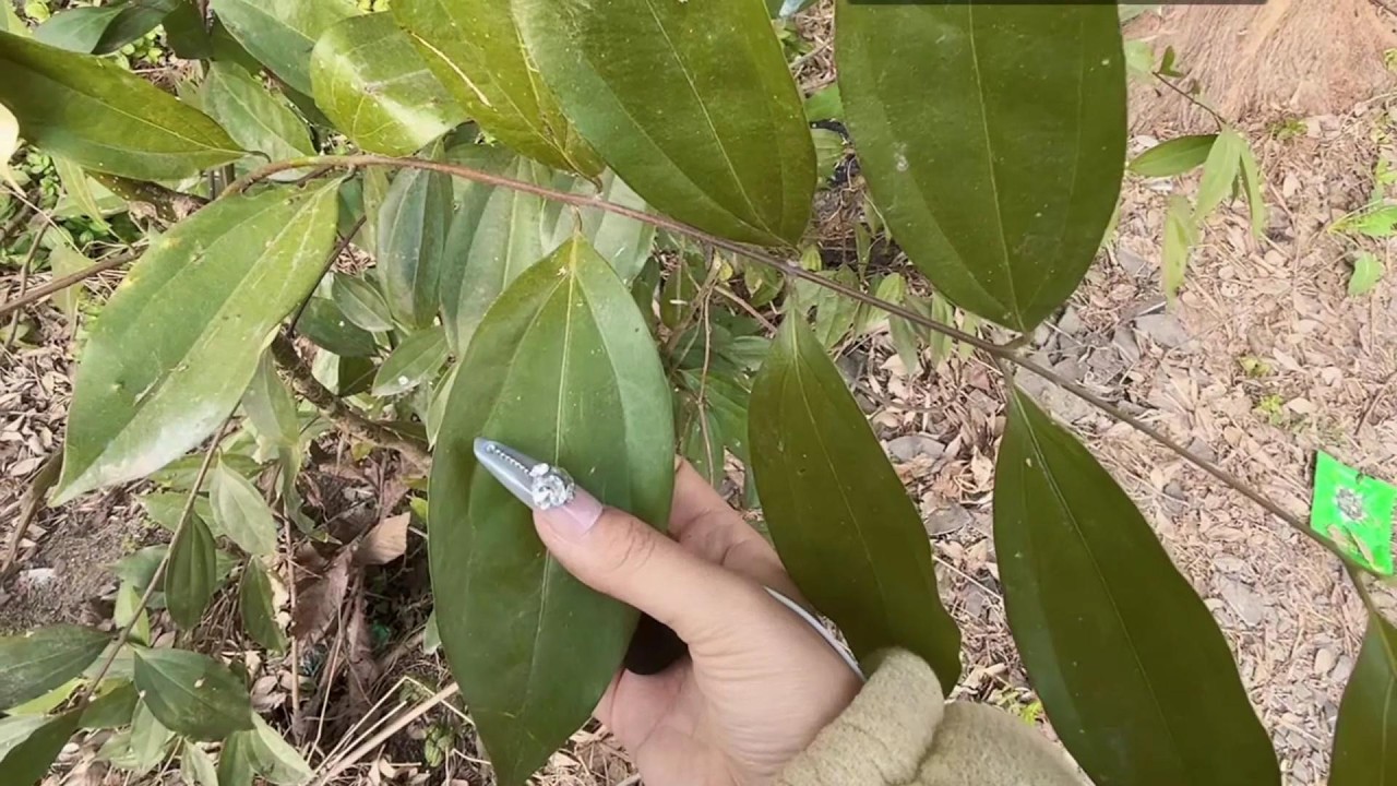 野生妹ASMR 这是什么树的叶子