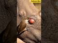 Indian Rhinoceros🦏national park, rare one-horn rhino🦏#shortvideo#animallife#rhinoceros#subscribe#fyp