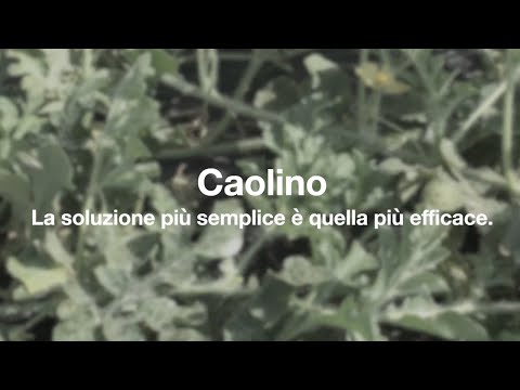 Video: A cosa serve l'argilla di caolino?