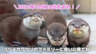 【赤ちゃん誕生】カワウソのファミリーに会える！