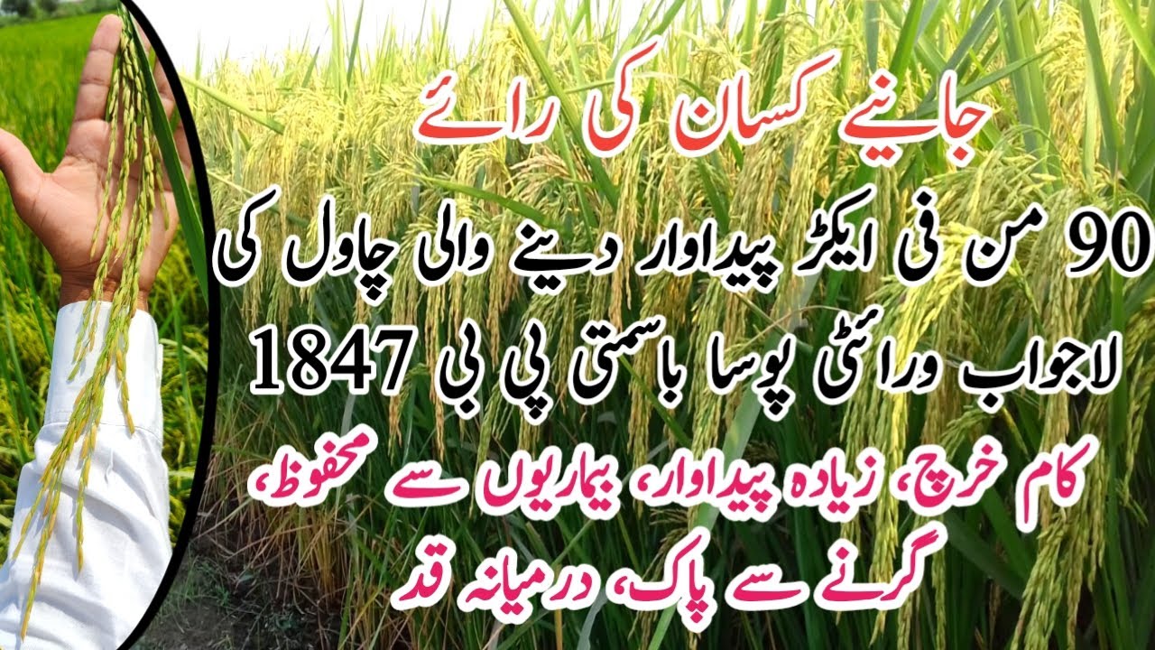 how to get high yield || PB-1847 || PUSA BASMATI 1847 || new paddy ...