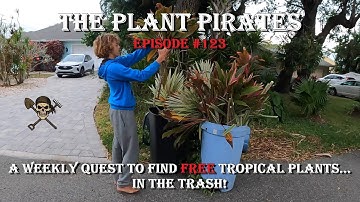 Finding FREE Tropical Plants in the Trash! | The Plant Pirates Episode 123