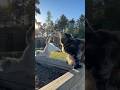 🚨 VÍTR ZAÚTOČIL NA NAŠE KOČKY! 🌪️🐱😂POČKEJ NA KONEC 💨 #kocky #funnycats #reelscz #viralvideo #ha