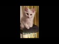 Kurilian Bobtail kittens の動画、YouTube動画。