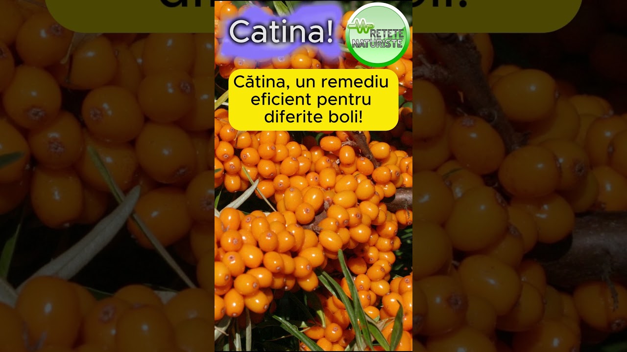 Cătina, remediu eficient pentru diferite boli. Vezi cât de utilă este pentru sănătatea ta