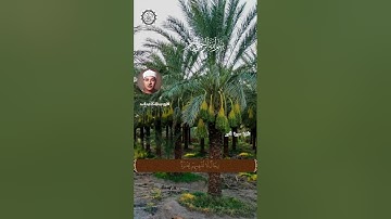 بسم الله الرحمن الرحيم  🌿 تلاوة ماتيسر من سورة النور الاية 35 🕌