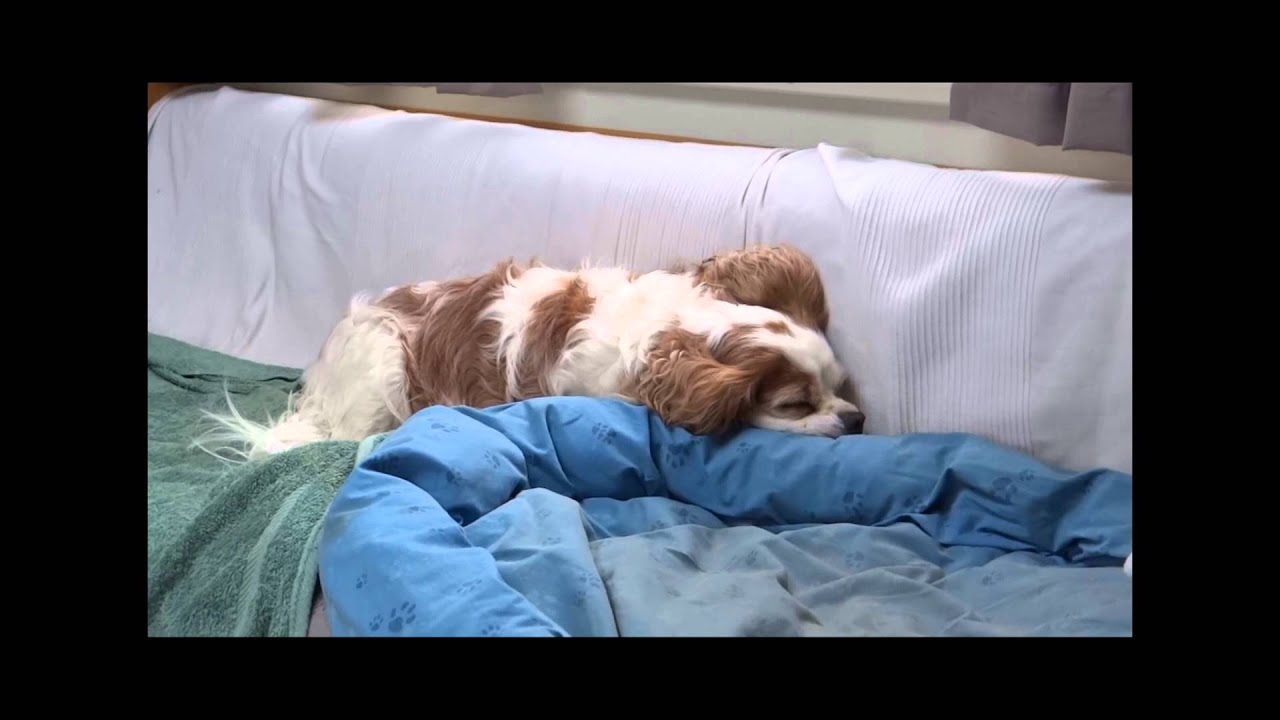 OurTour Presents - Charlie; The Littlest Moho (motorhomer!)