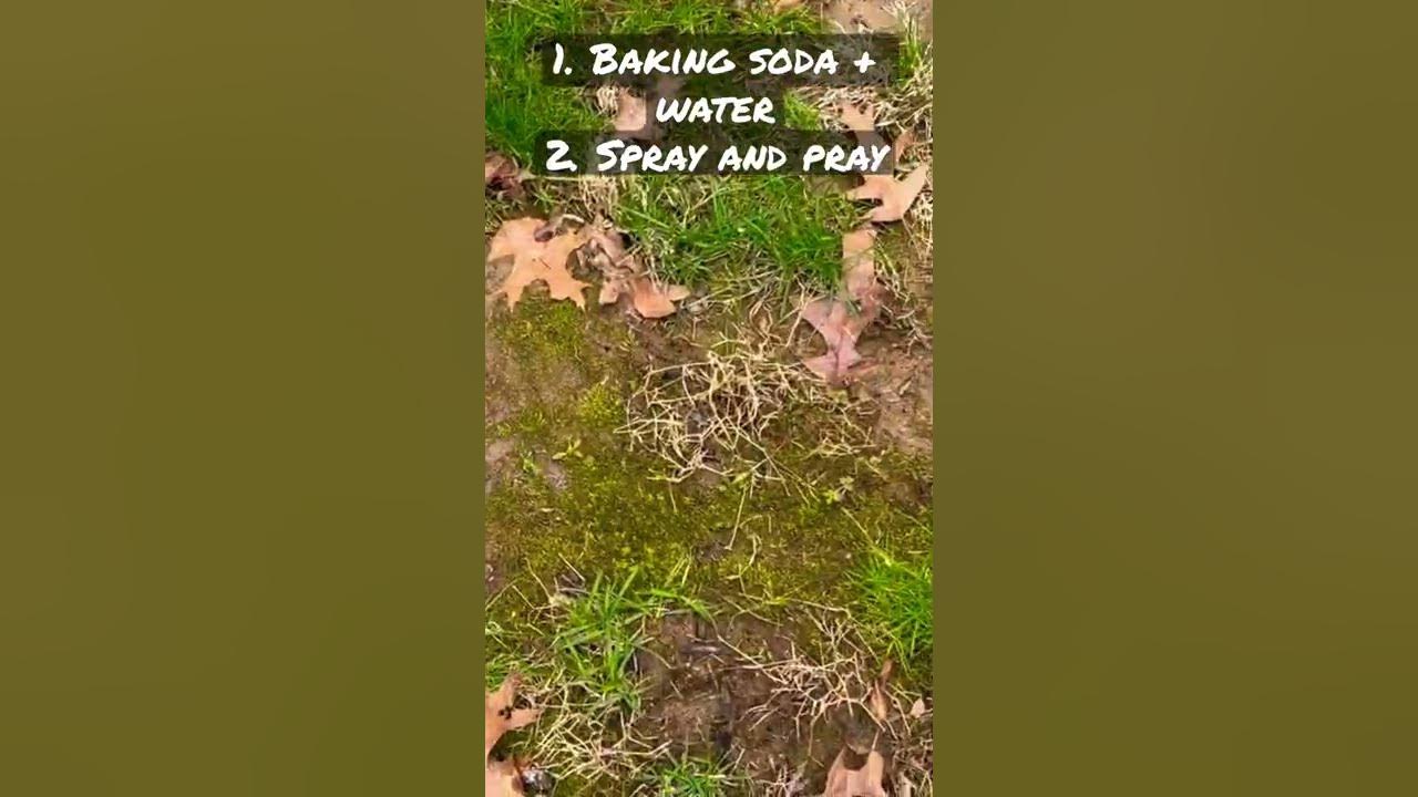 Does Baking Soda Really Kill Moss? shorts YouTube