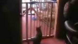 cat jumping stair gate