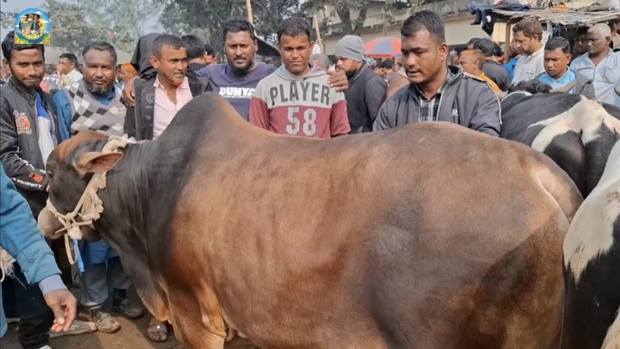@ 9 February 2026|| মাংসের বড় বড় ষাঁড় গরুর দাম খোচাবাড়ী হাটে||