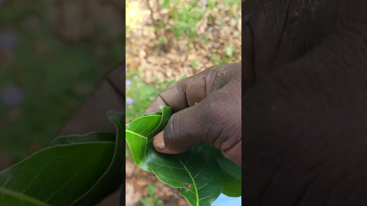 Enemies,Will Go Blind By This,+233243489751,