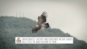 Tackling the threat of electrocution to protect vultures in the Rhodope Mountains