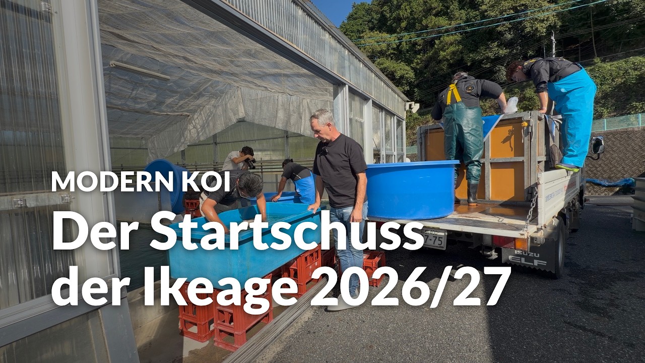 Konishi Live: Die Elterntiere aus Mizukoshi | Modern Koi Blog #8389