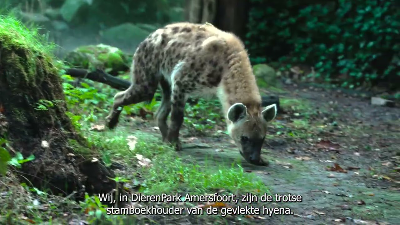 Leuk nieuws! 🤩 | DierenPark Amersfoort