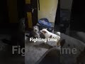 Fighting time #dog #cute #pets #doglover #funnydog