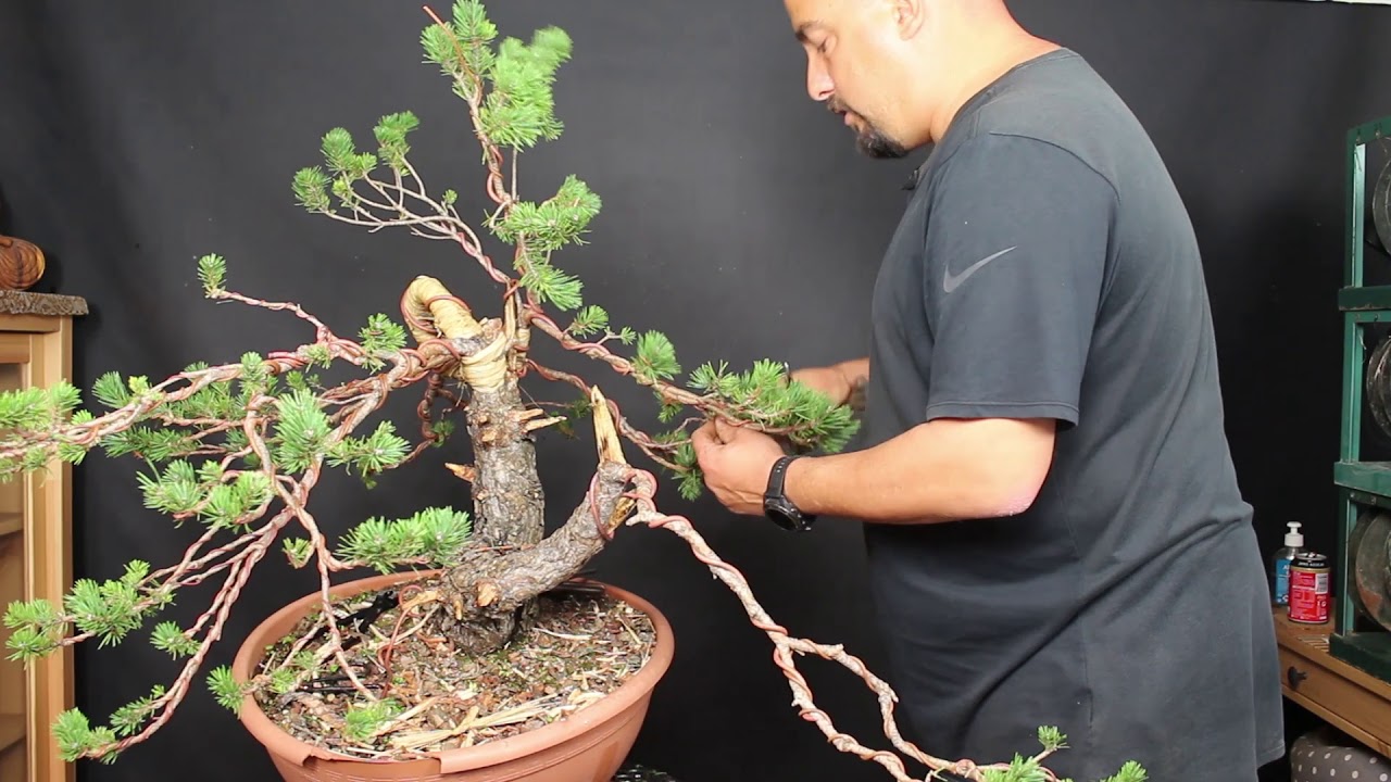 Pino yamadori alambrado