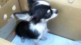 My Chihuahua -- Body Check @ Japan  [20080920]