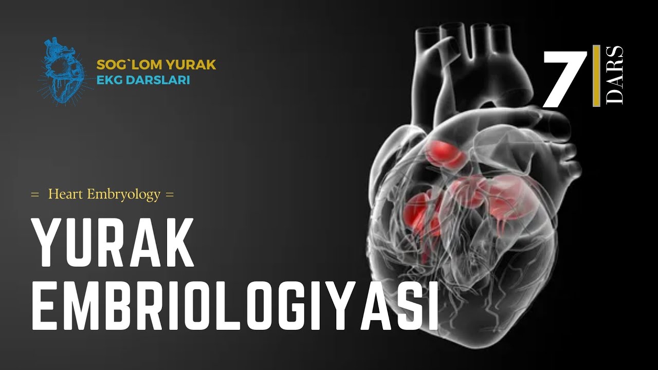 = Yurak Embriologiyasi = 3-qism = Heart Embryology =