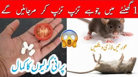 MAGIC INGREDIENT || How To Get Rid of Mouse Rats, Permanently In a Natural Way || JUST 1 HOUR