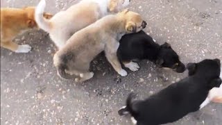 Щенки 🐶 бродячих собак заселяют Россию. Stray dogs. Щенки 🐶 бродячих собак заселяют Россию. Stray dogs.
