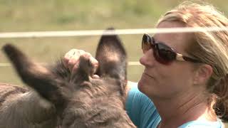 Animal Assisted Therapy