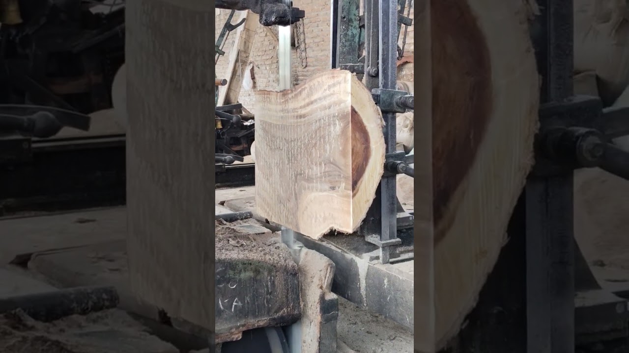 Skilled in sawing trembesi wood 