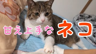 甘え上手なお猫さま！ vol.1399 - YouTube