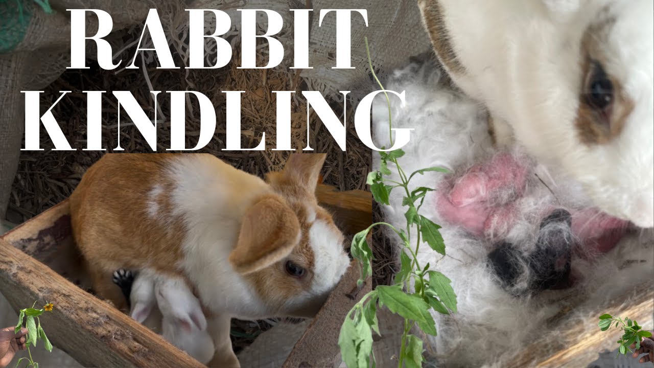 Kindling In Rabbit - YouTube