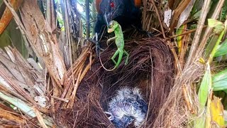 BABY BURUNG BUBUT SIAP MENERIMA TANTANGAN MAKANAN SEBESAR APAPUN