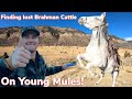 Rounding up lost Cattle on Mountain: Vlog #11