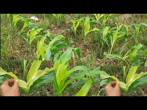 Video: Tumbuhan Jagung Layu - Perkara Yang Perlu Dilakukan Untuk Tanaman Jagung Layu