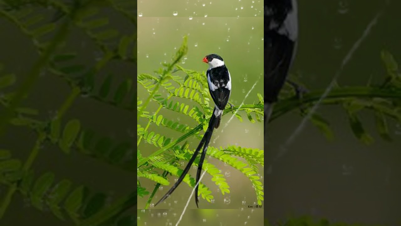 Nomor Burung Emprit: Fakta dan Informasi Lengkap