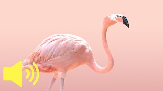 What does a Flamingo bird sound like? - Animal Sounds