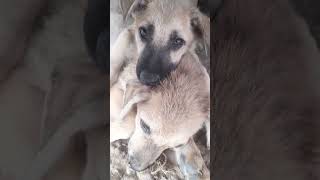 Lu vs Bu giận rồi #dog #funny #pets #animals #puppy #shorts