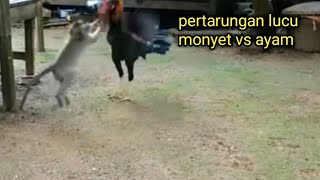 Pertarungan Lucu Monyet Vs Ayam